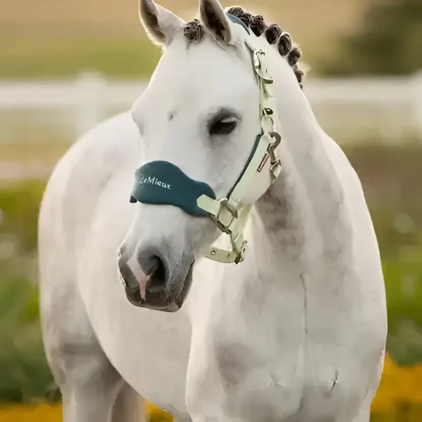 White horse wearing a teal and silver lemieux mini vogue leather halter with fleece inserts and leadrope macaron
