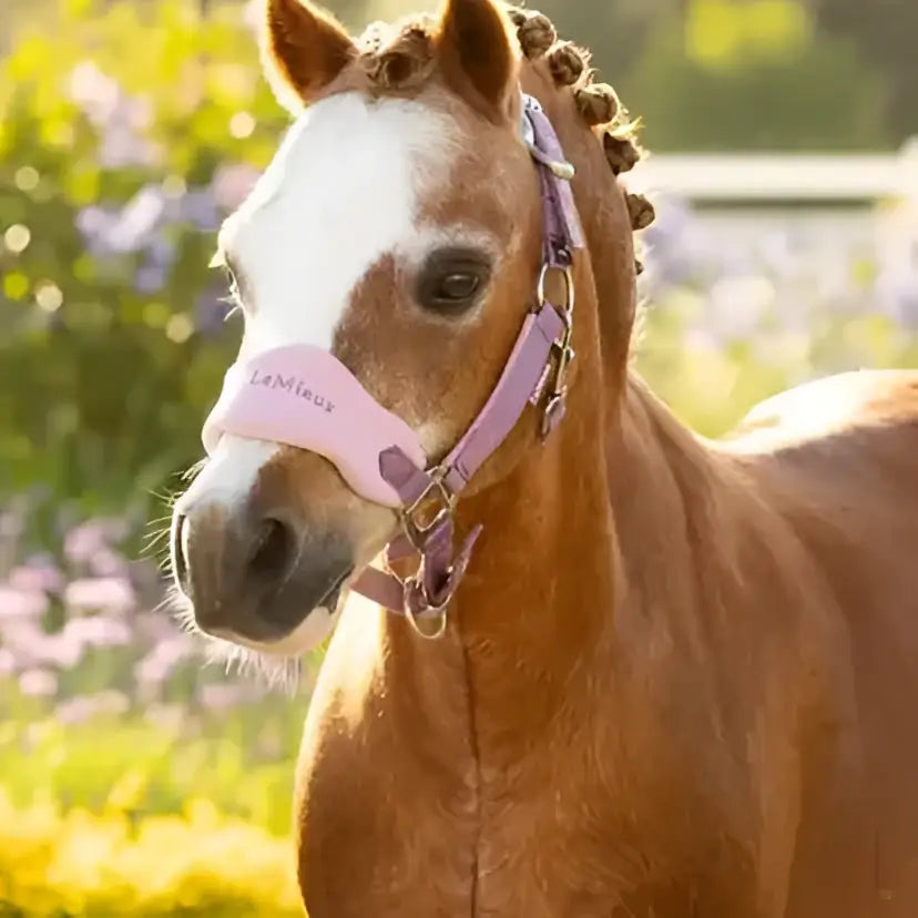 Pink and purple lemieux mini vogue headcollar with adjustable straps and branded logo on the noseband leadrope mallow