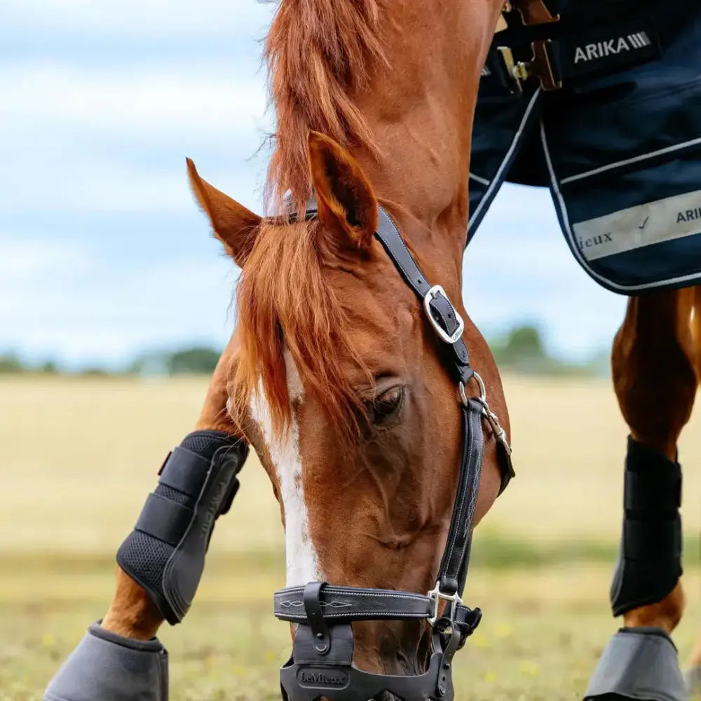 Black lemieux noma grazing muzzle with adjustable straps and ventilation holes for natural turnout use