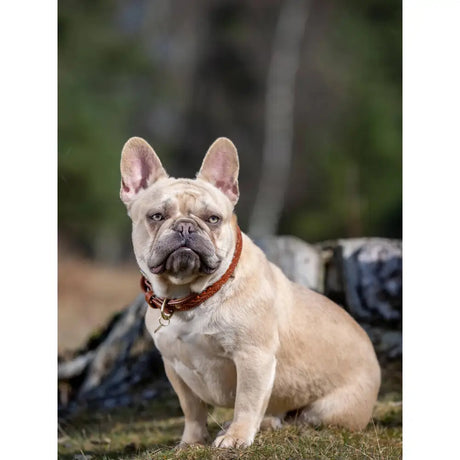 LeMieux Oxford Dog Collar Tan Tan Large Dog Collar