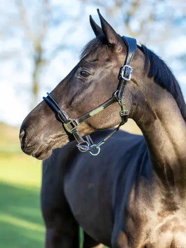 LeMieux Rope Control Headcollar Brown Cob Brown Control Headcollars