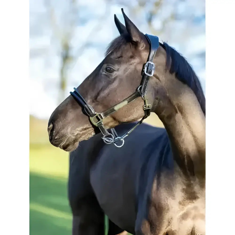 Black leather lemieux rope control headcollar with silver hardware for lively horses control headcollar offers