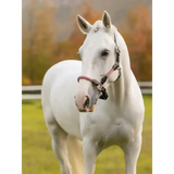 Lemieux Ropella Headcollar Cranberry Cranberry Cob Headcollars