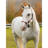 A sleek white horse wearing a lemieux ropella headcollar cranberry braided halter in pink and black colors