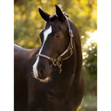 A sleek black horse wearing a lemieux ropella headcollar lilac in silver and brown leather with a white blaze face