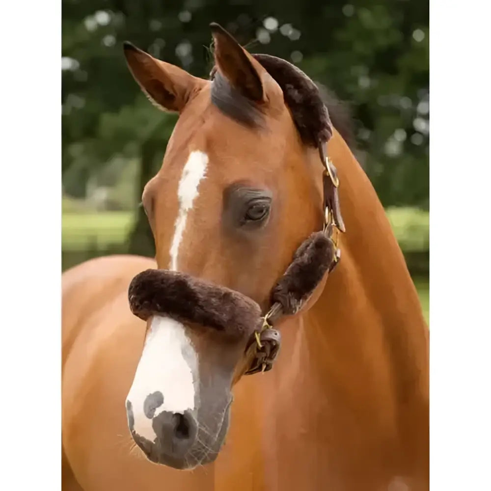 Brown horse wearing a lemieux simuwool lambskin headcollar set in brown with plush faux lambskin for comfort