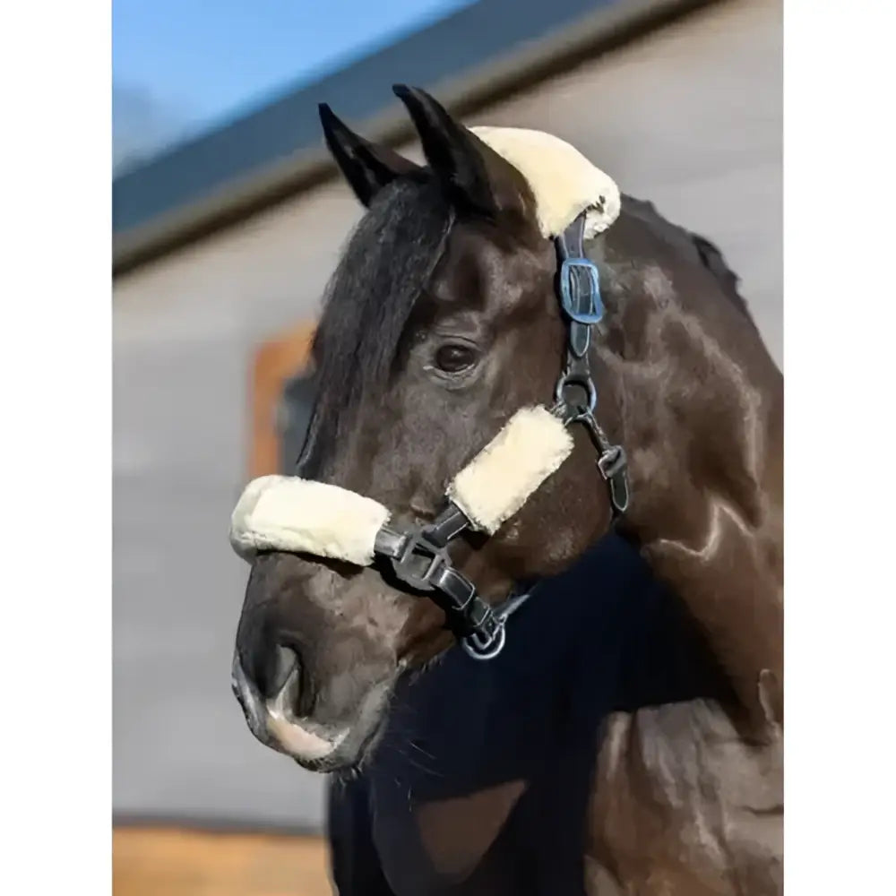 Dark brown horse wearing a lemieux simuwool headcollar set natural with cream fleece and black metal hardware