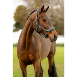 Lemieux Soft Shell Headcollar Petrol - Headcollars