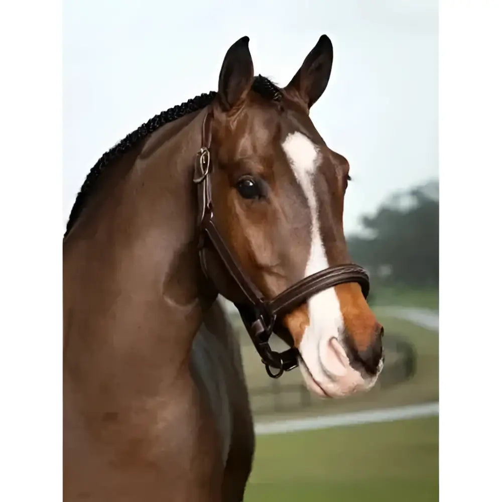 Brown leather lemieux stitched hunter headcollar havana with white stripe down the face for riding use