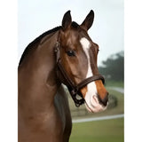 Brown leather lemieux stitched hunter headcollar havana with white stripe down the face for riding use