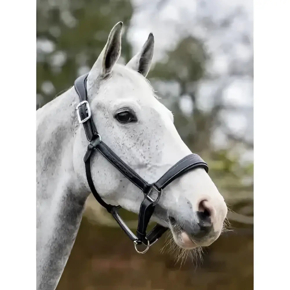Black leather headcollar black with silver buckle and metal hardware lemieux stitched leather padded leather headcollar