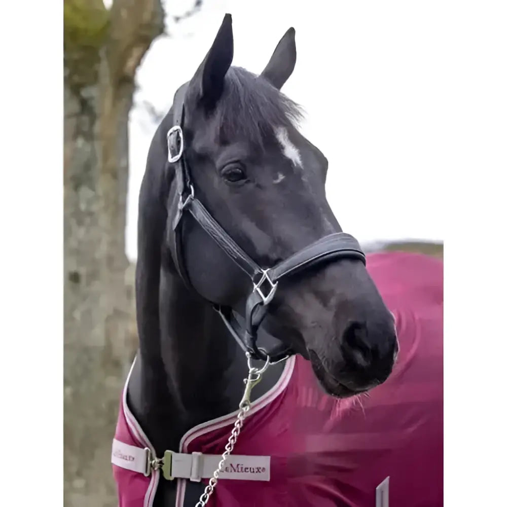 A sleek black horse wearing a lemieux stitched leather black padded leather headcollar with silver hardware
