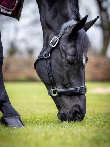 LeMieux Stitched Leather Headcollar Black Cob Black Leather Headcollars