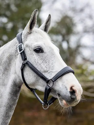 LeMieux Stitched Leather Headcollar Black Cob Black Leather Headcollars