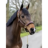Brown lemieux stitched leather padded headcollar on horse with gold hardware beautifully crafted and durable design