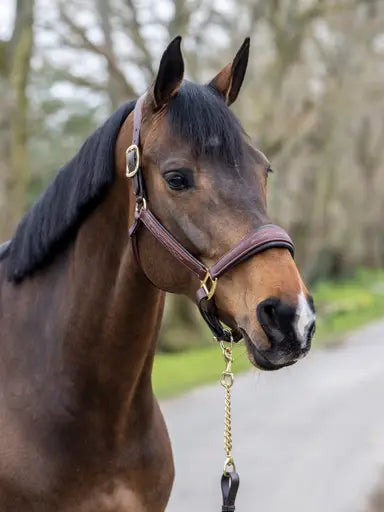 LeMieux Stitched Leather Headcollar Brown Cob Brown Leather Headcollars