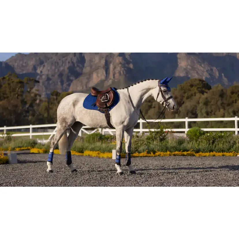 A white horse wearing lemieux suede close contact square benetton blue suede saddle pads and matching hoof boots