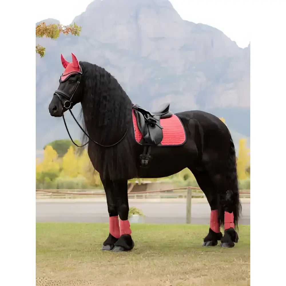 Black horse wearing lemieux suede dressage cranberry square saddle pad and matching red protective gear
