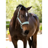 A dark brown horse wears a lemieux versailles headcollar aqua with a mint green poll strap on its face