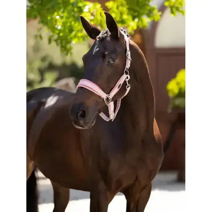 A sleek black horse wearing the lemieux versailles headcollar blossom with a delicate pink and white bridle