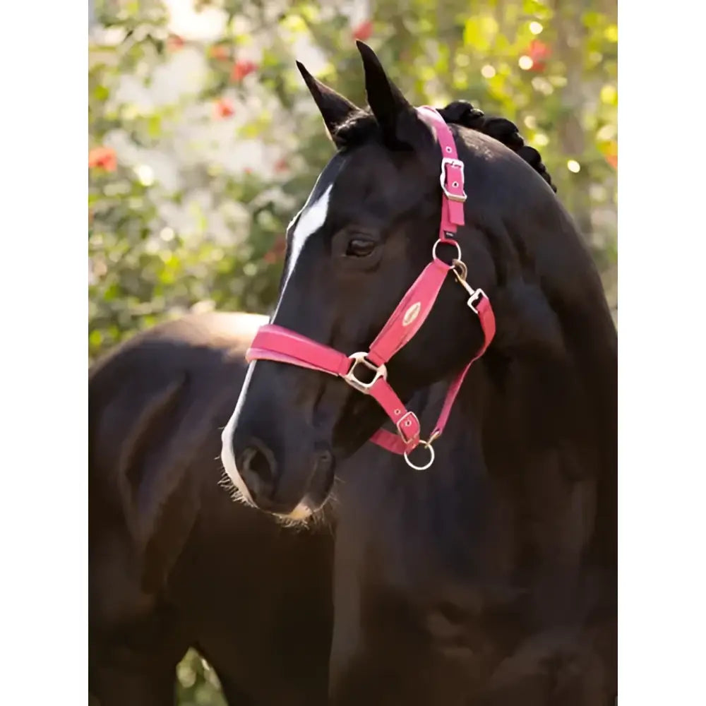 Pink leather lemieux versailles headcollar cranberry with silver hardware and adjustable poll strap for horses