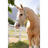 A light tan horse wearing a beautifully crafted lemieux versailles headcollar fern in silver color