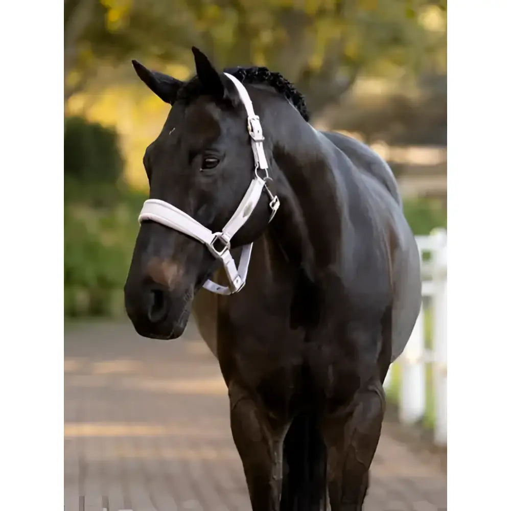 A sleek black horse wearing a white leather lemieux versailles headcollar with a poll strap in lilac details