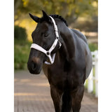 A sleek black horse wearing a white leather lemieux versailles headcollar with a poll strap in lilac details