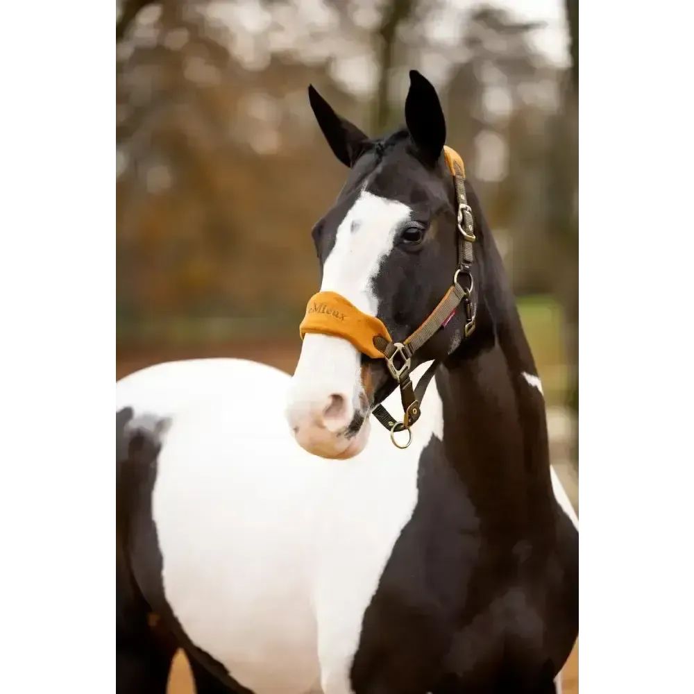Lemieux Vogue Headcollar Alpine Pony Alpine Headcollar Sets