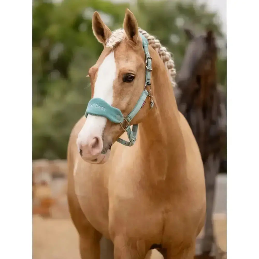 A light blue leather lemieux vogue headcollar with silver hardware and leadrope lagoon for horses