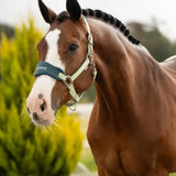 A brown horse wearing a lemieux vogue headcollar with fleece inserts in light green and navy blue leadrope macaron