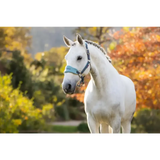 Lemieux Vogue Headcollar Petrol Pony Petrol Headcollar Sets