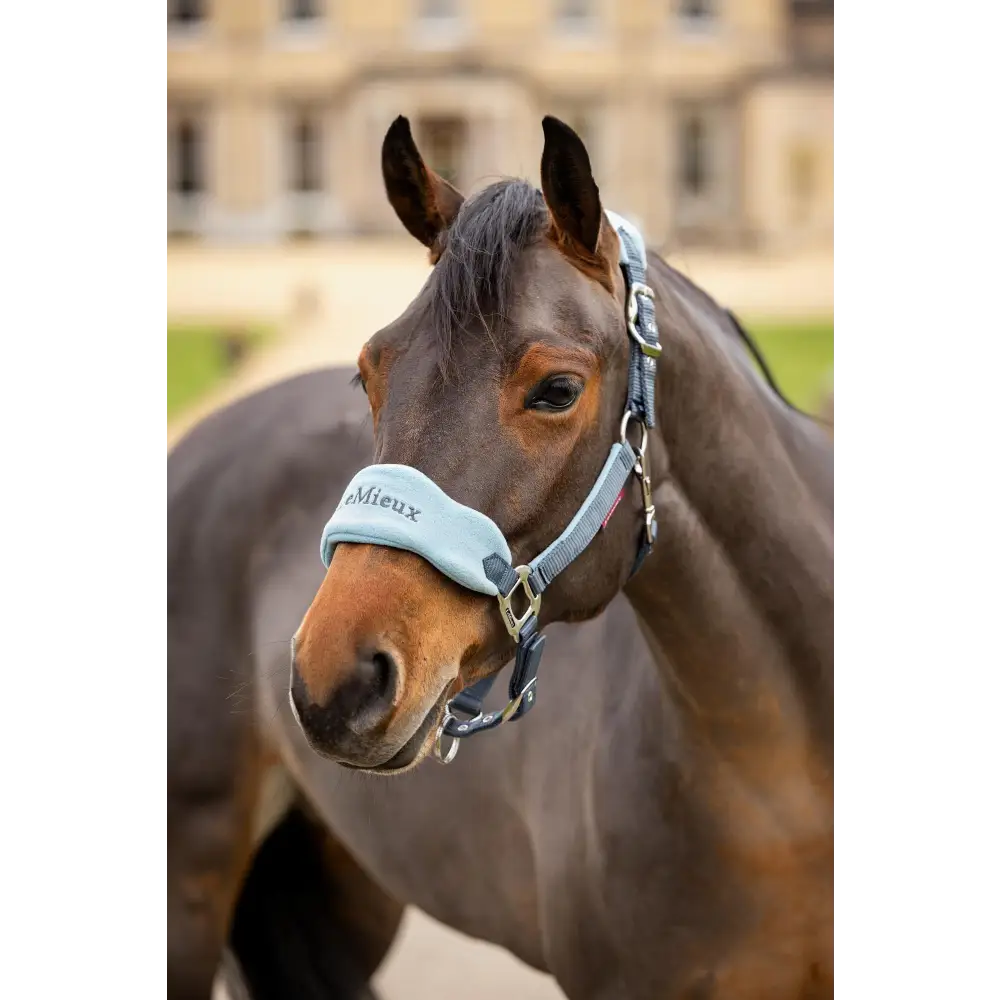 Lemieux Vogue Headcollar Petrol - Headcollars