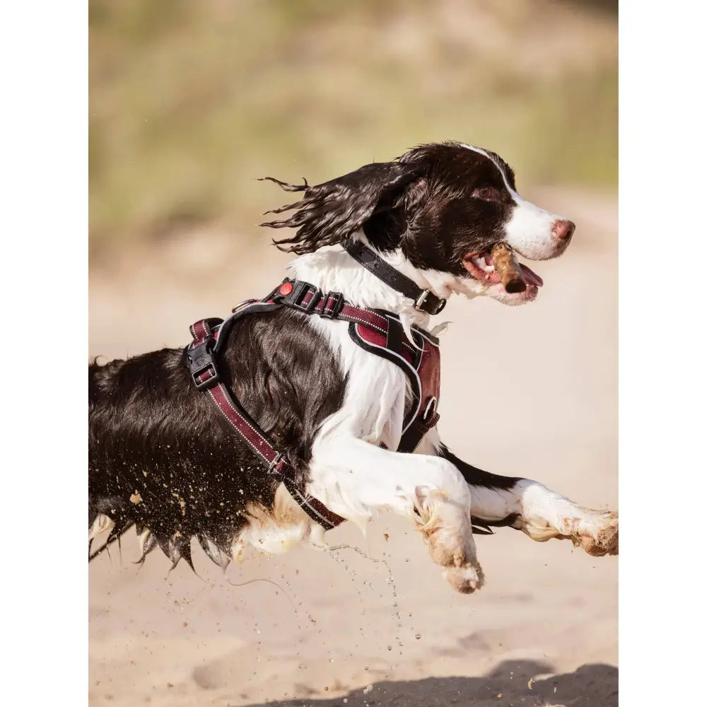 LeMieux Wellow Dog Harness Sage X Large Dog Harness
