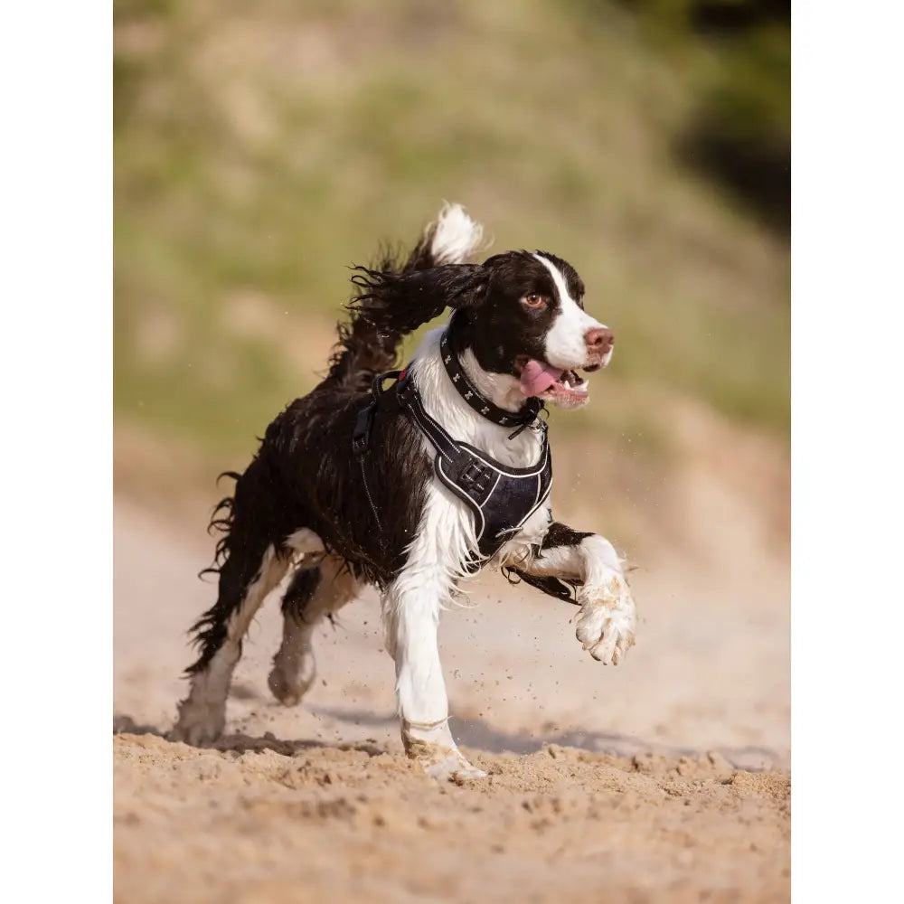 LeMieux Wellow Dog Harness Sage X Large Dog Harness