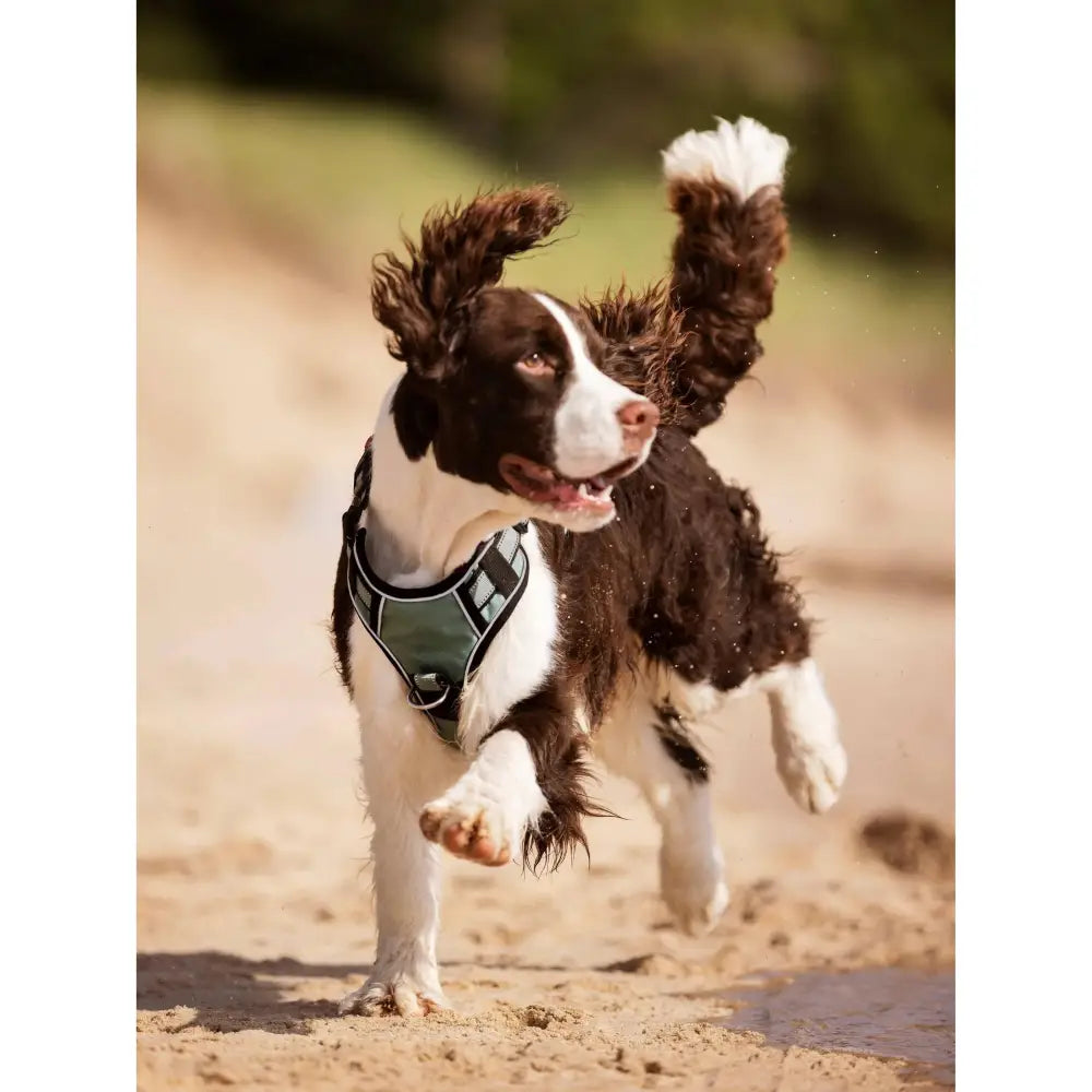 LeMieux Wellow Dog Harness Sage X Large Dog Harness