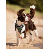 LeMieux Wellow Dog Harness Sage X Large Dog Harness