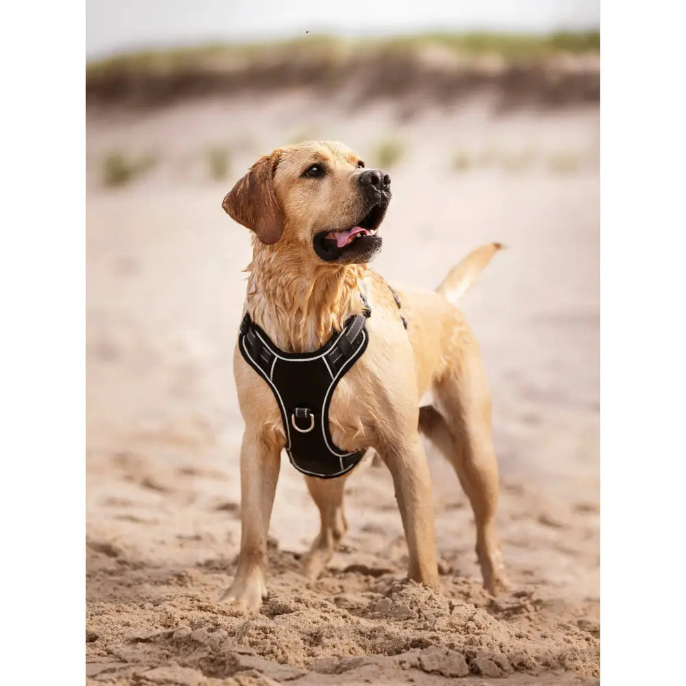 Lemieux Winchester Dog Harness Black Black Medium Dog Harness Barnstaple Equestrian Supplies