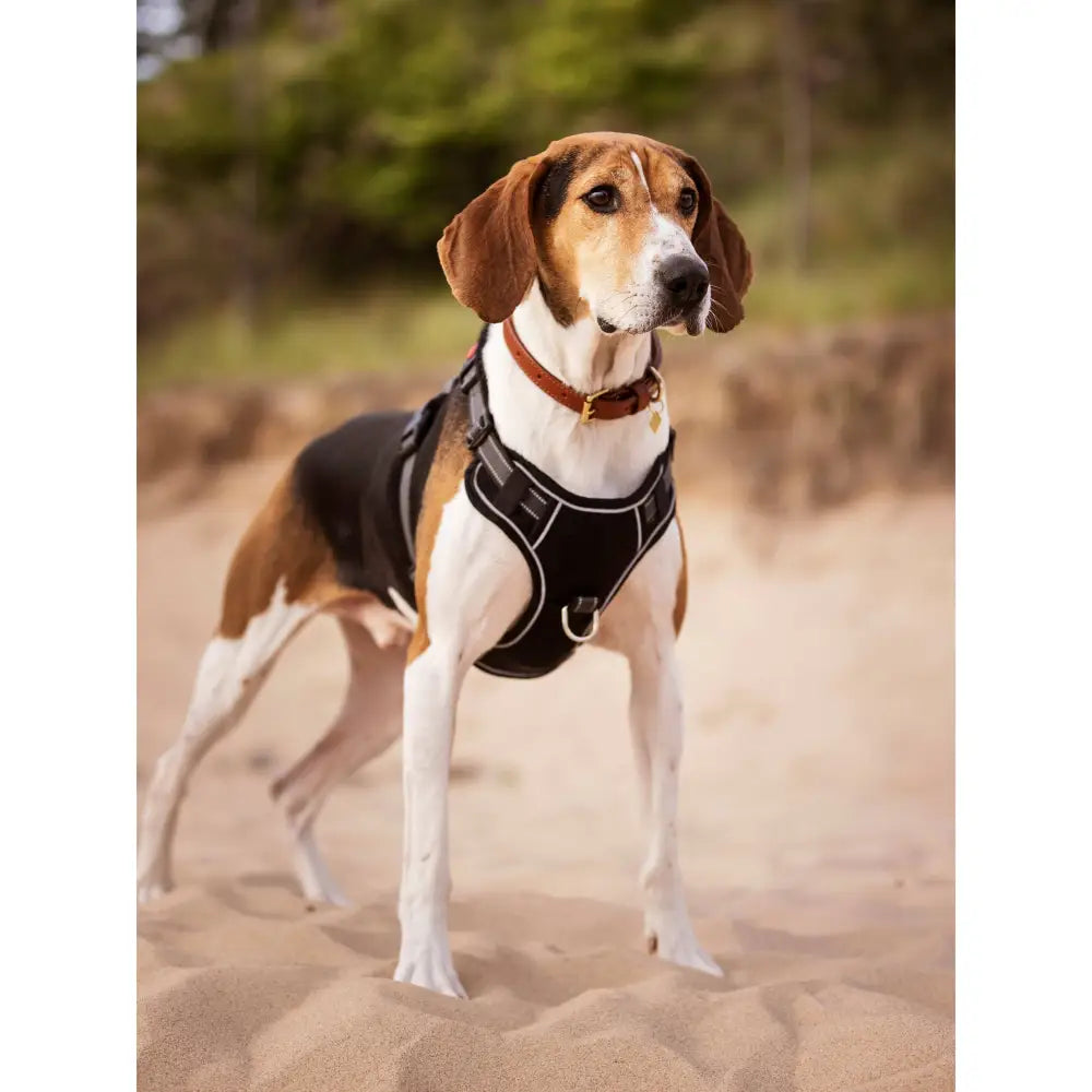 Lemieux Winchester Dog Harness Black Black Medium Dog Harness