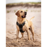 Lemieux Winchester Dog Harness Black Black Medium Dog Harness