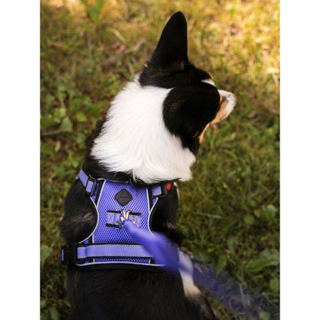 LeMieux Winchester Dog Harness Bluebell  
