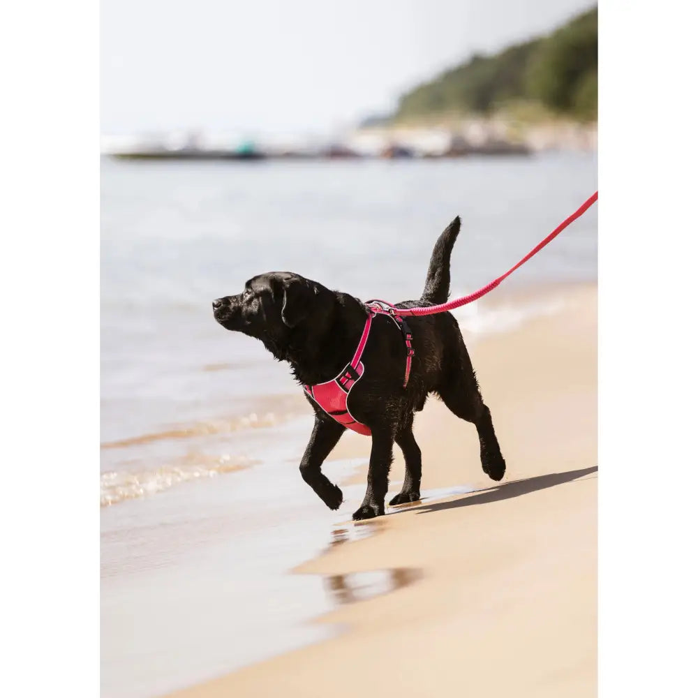 Lemieux Winchester Dog Harness Watermelon Watermelon Medium Dog Harness