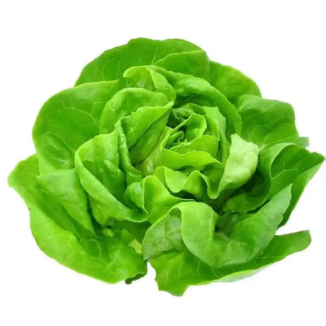 Fresh green romaine lettuce with crisp layered leaves perfect for healthy meals and easy credit card checkout
