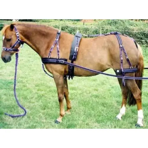 Brown horse wearing libbys ultimate driving harness with black and purple false martingale for driving use