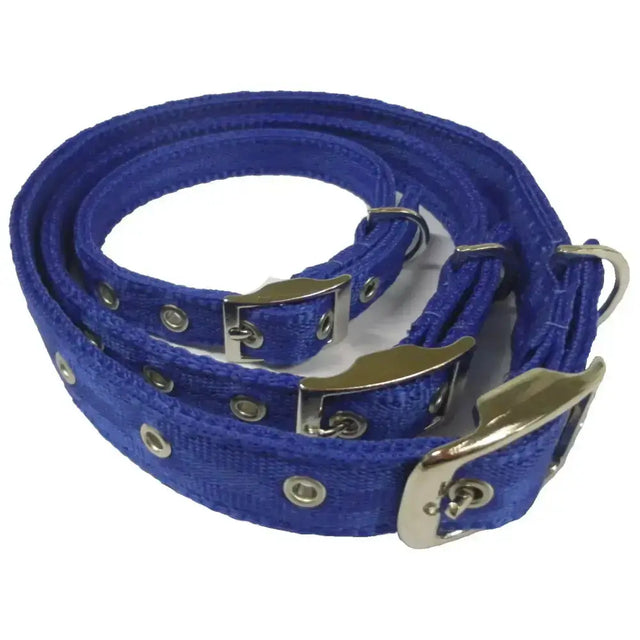 Royal blue libbys webbing metal buckle dog collar with silver-toned buckle and decorative eyelets for style and durability