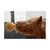 A golden brown textured granola stall ball hanging from a chain to keep your horse entertained whilst chewing