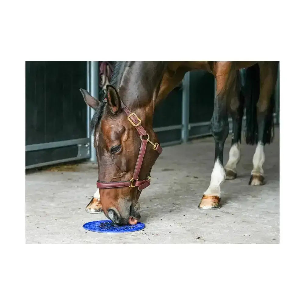 Blue circular horse water bowl from likit graze maze slow feeding lick designed for tasty likit graze enjoyment