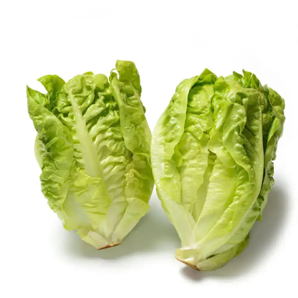 Two fresh green little gems romaine lettuce heads with wavy edges perfect for healthy equestrian snacks