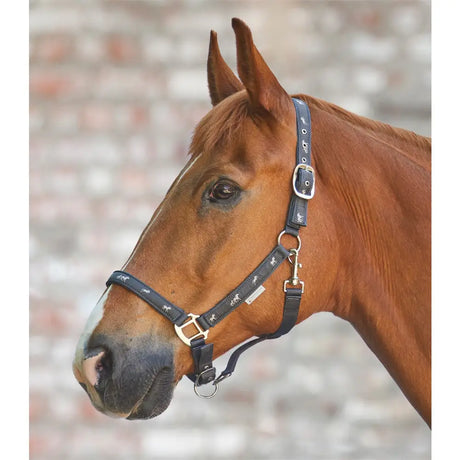 Black leather little horse halter with silver buckles and decorative stitching for equestrian horses