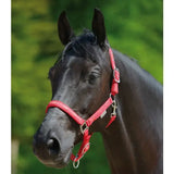 A vibrant red leather little horse halter with silver hardware designed for equestrian use with horses
